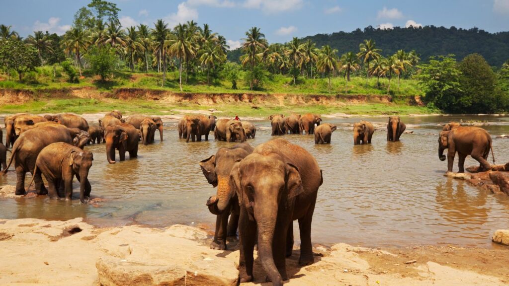 Sri Lanka elephants