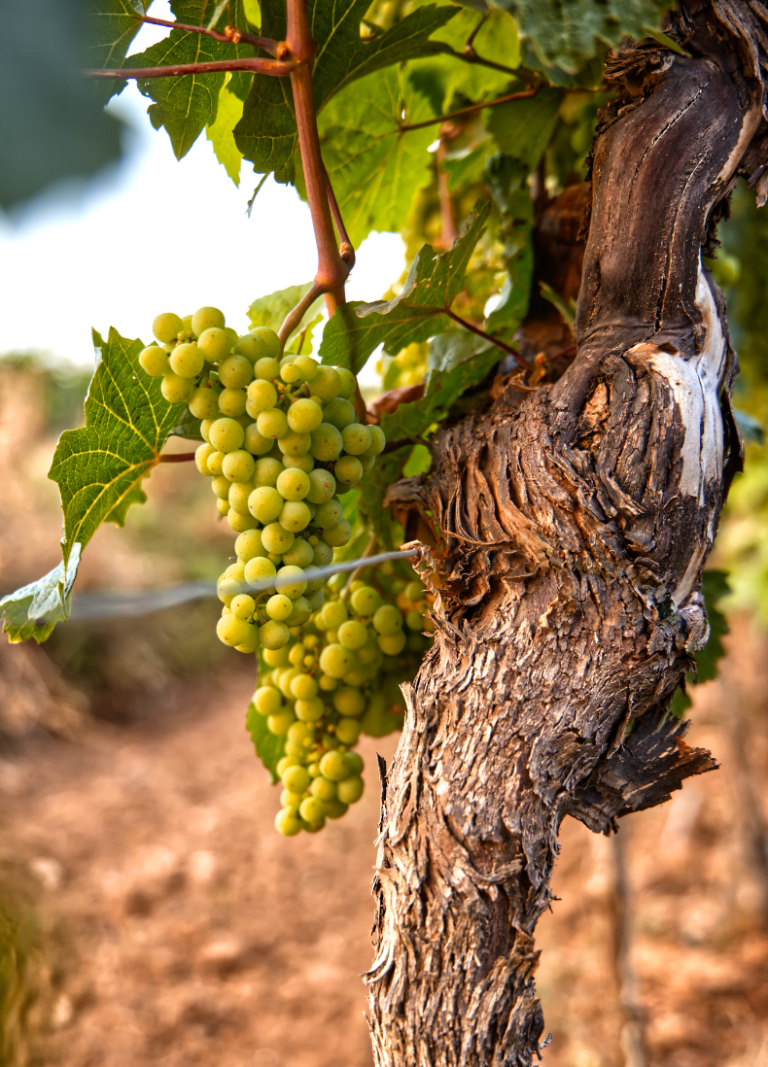 Unforgettable Wine Experiences in El Dorado County CA