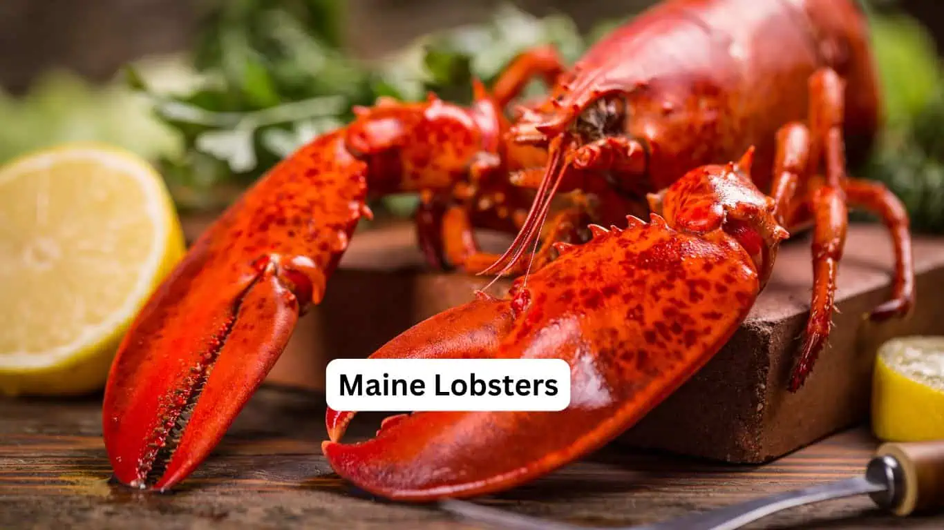 Maine Lobster