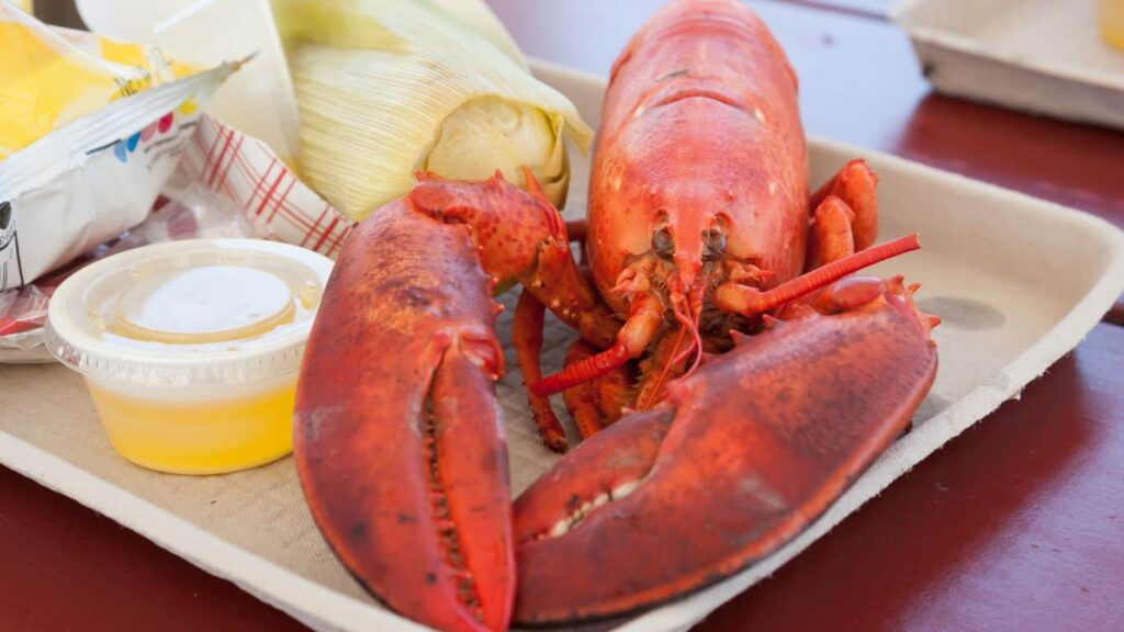 lobster on a plate in Maine