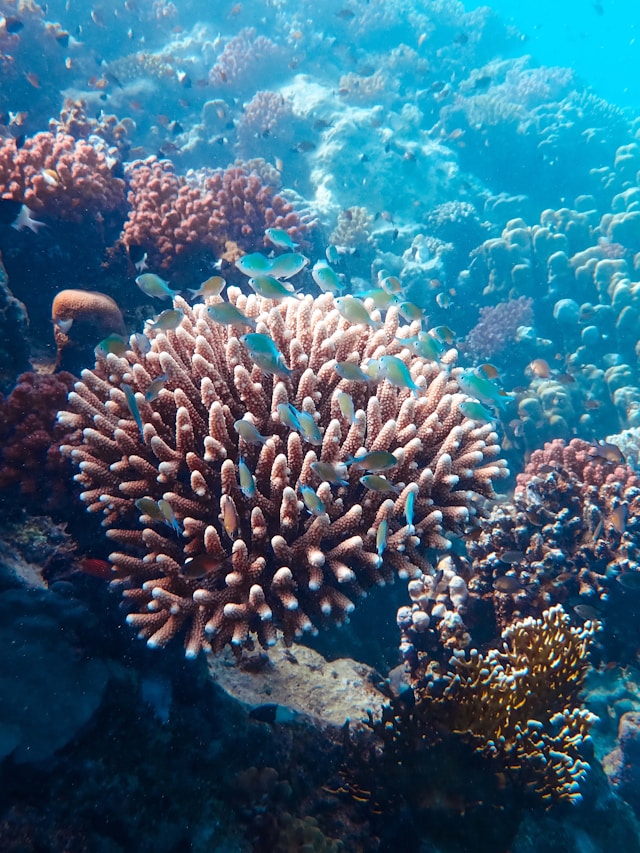 coral reef