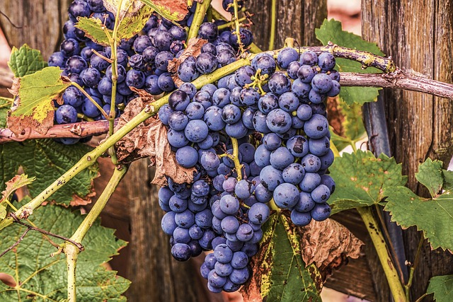 grapes in vineyard