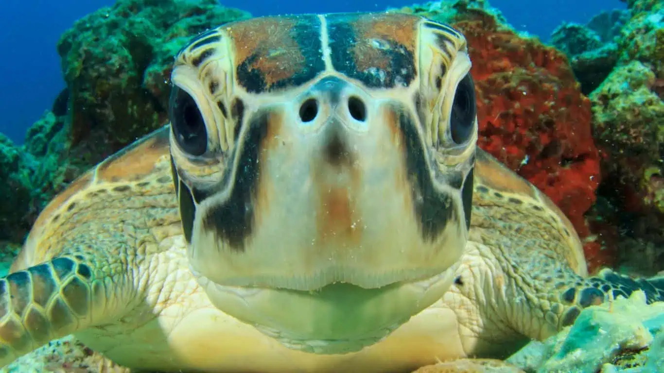 turtle snorkeling