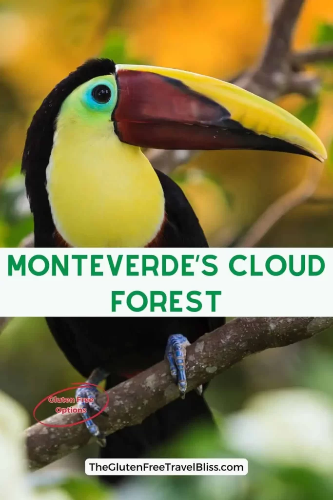 A vibrant toucan perched on a branch in Monteverde, Costa Rica, surrounded by lush greenery—an ultimate Costa Rica aesthetic moment.