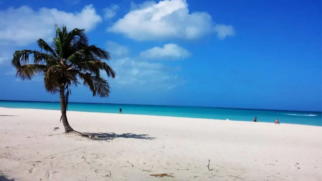 Aruba white sand and a palm tree, one of many great Spring Break Destinations