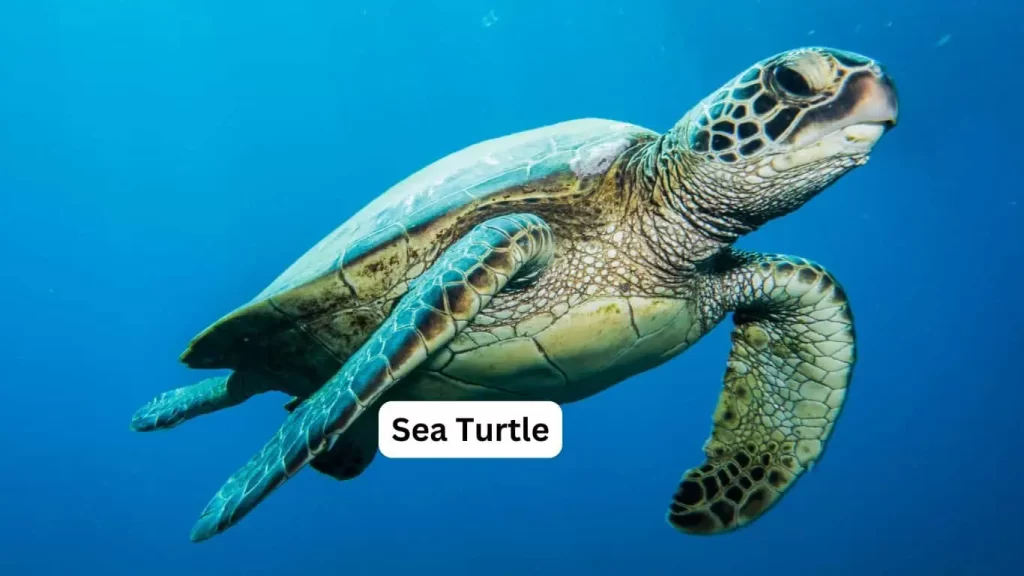 Spring Break Bucket List - snorkeling with turtles