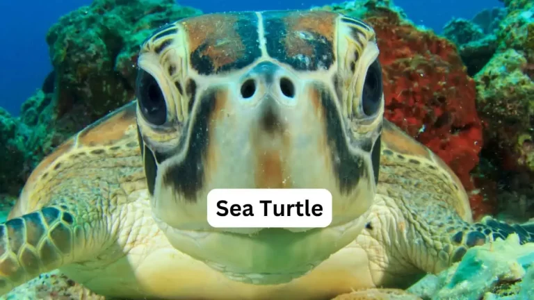 Sea Turtle