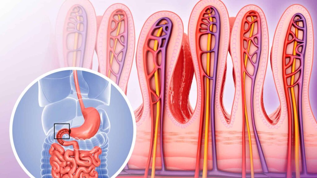 Villi of a healthy person