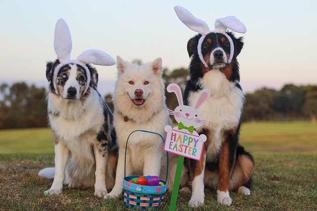 easter basket dogs