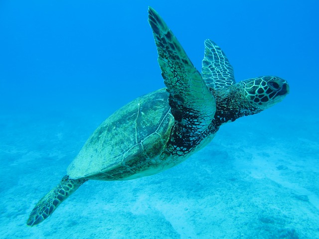 sea turtle