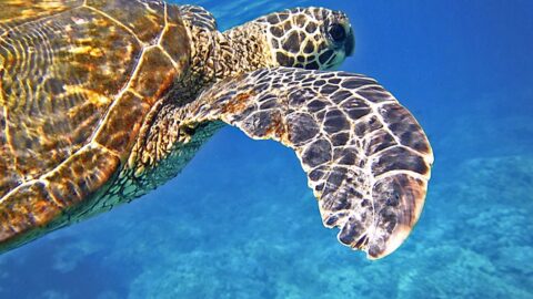 turtle snorkeling Oahu