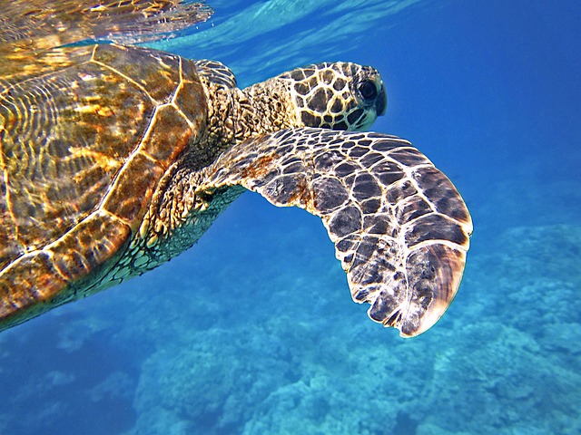 Turtle Snorkeling Adventure in Oahu Hawaii 2024