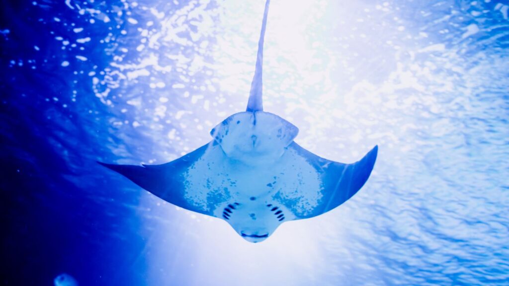 Manta Rays