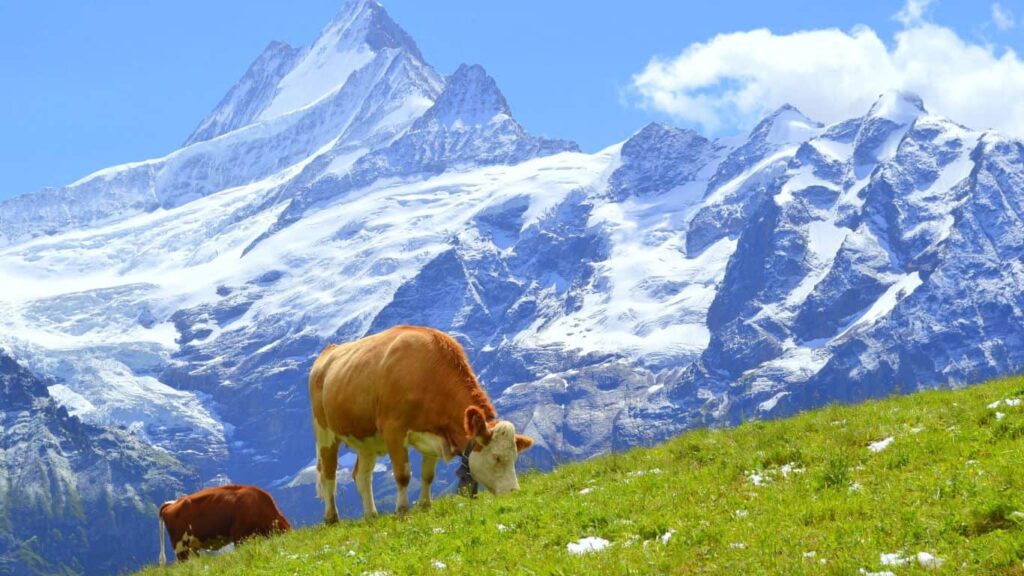 backpacking in the Alps