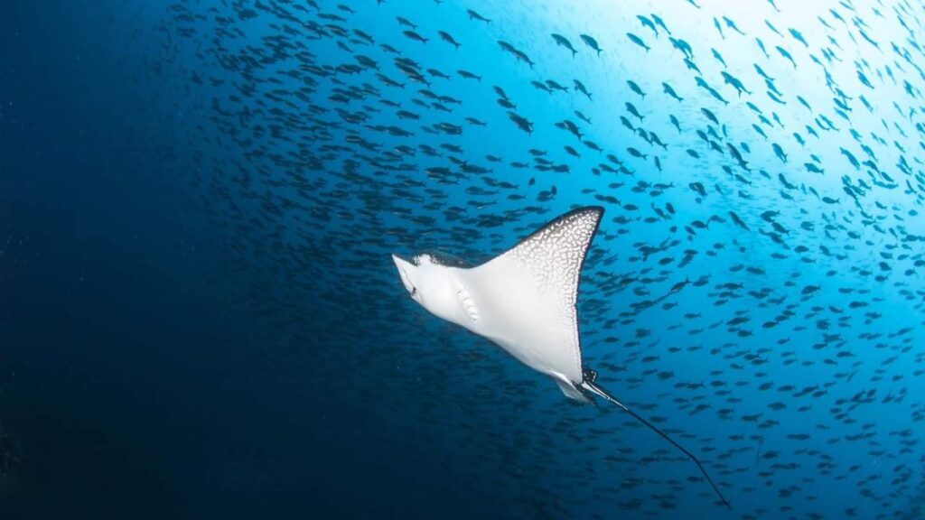 manta ray