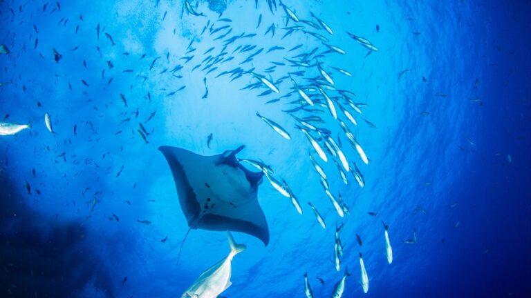 Diving with Manta Rays in Hawaii: An Amazing Adventure