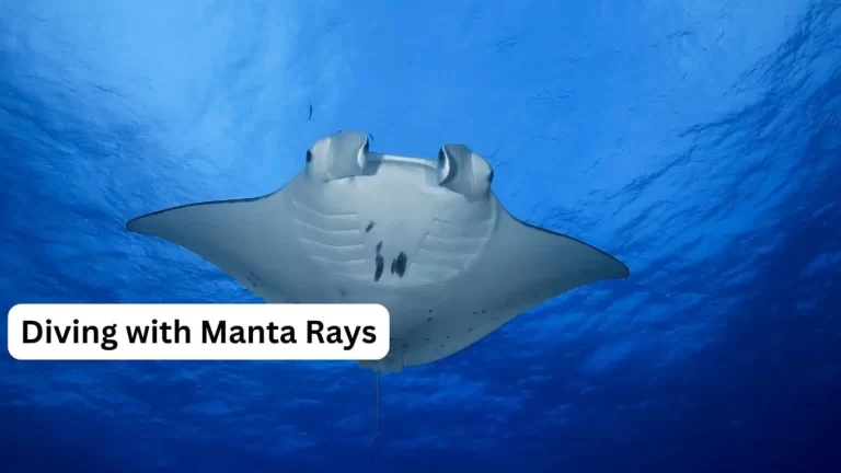 Manta Ray