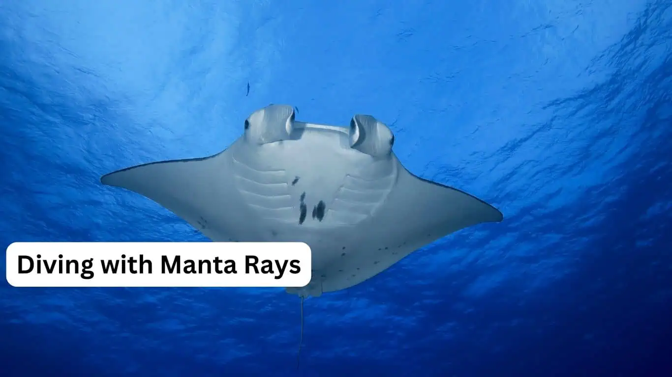 Manta Ray