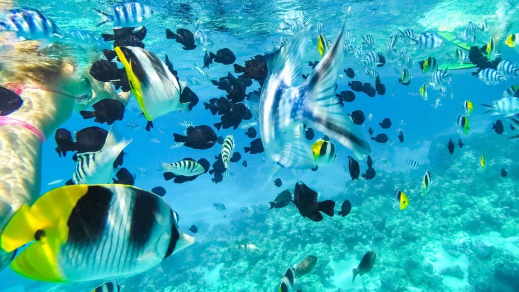 marine life Tahiti