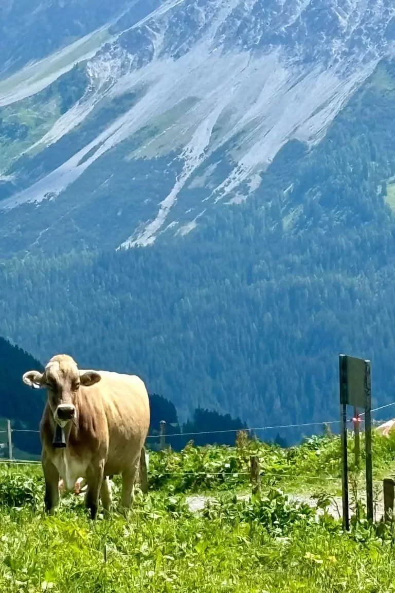 Cow grazing in the Swiss Alps