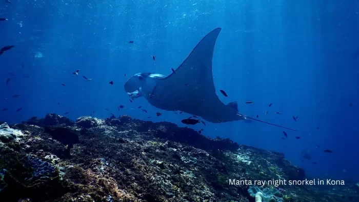 manta ray night snorkel in Kona