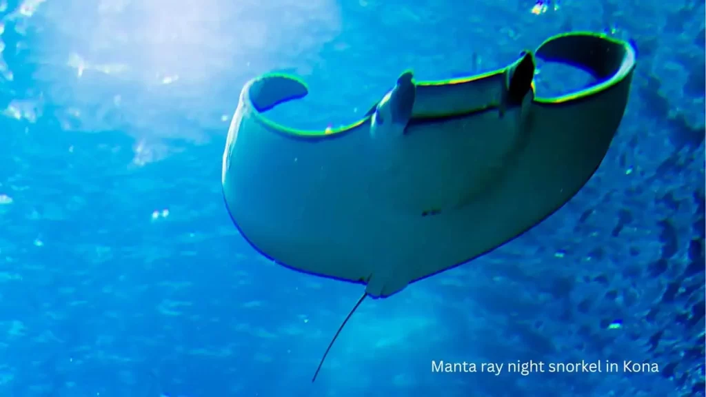 manta ray night snorkel in Kona