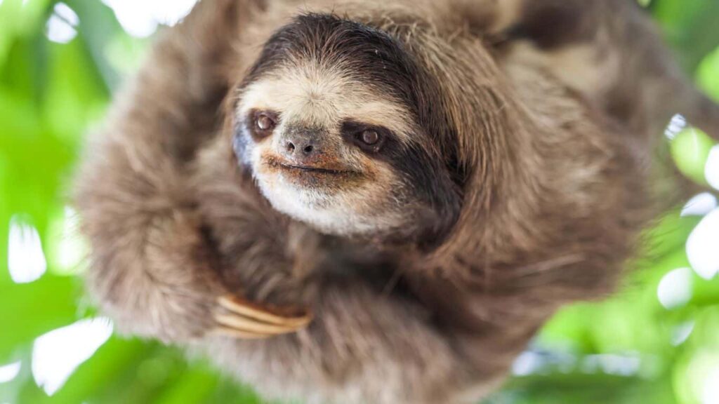 sloth