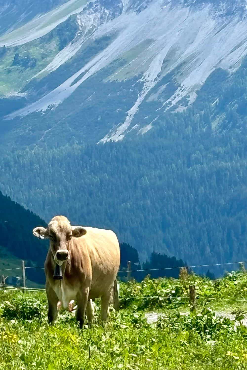 Cow in Arosa Switzerland