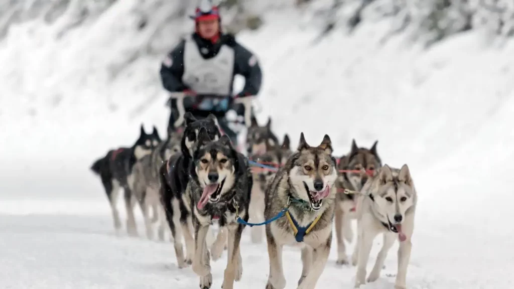 Sled pulled by huskies