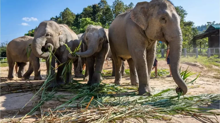 Thailand Elephants