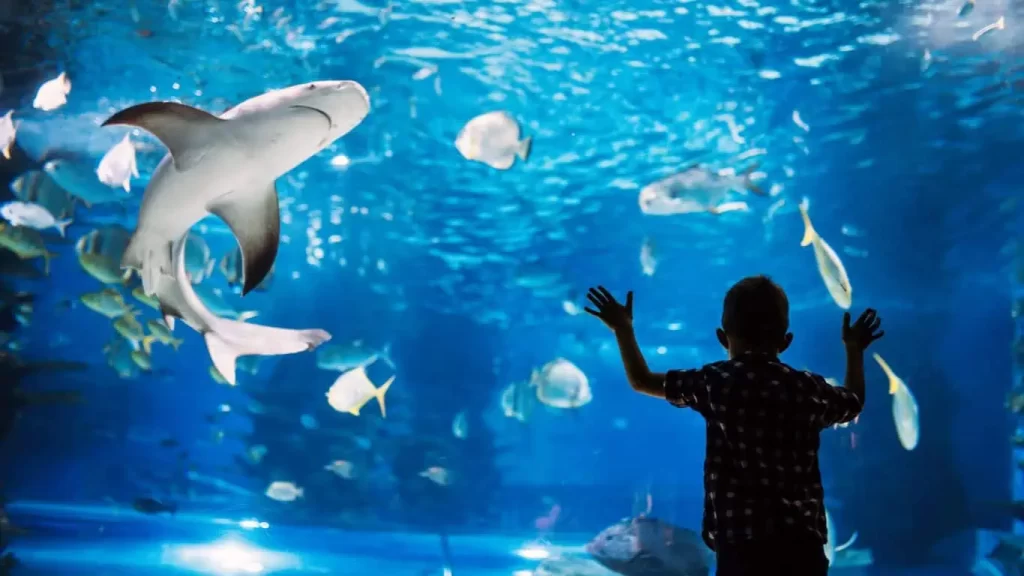 Shark in an Aquarium