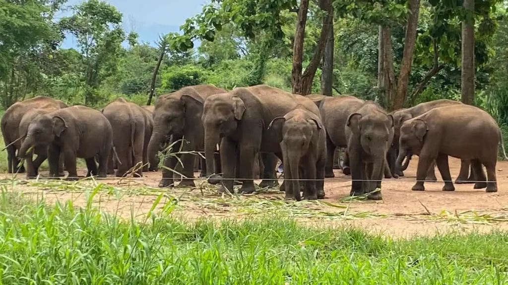 Thailand Elephants