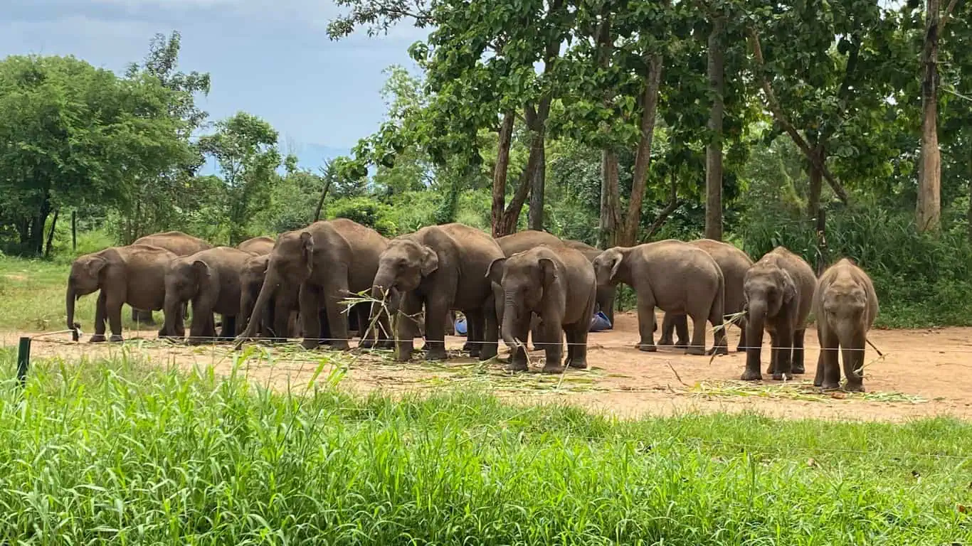 Sri Lanka Elephants in Udawalawe National Park