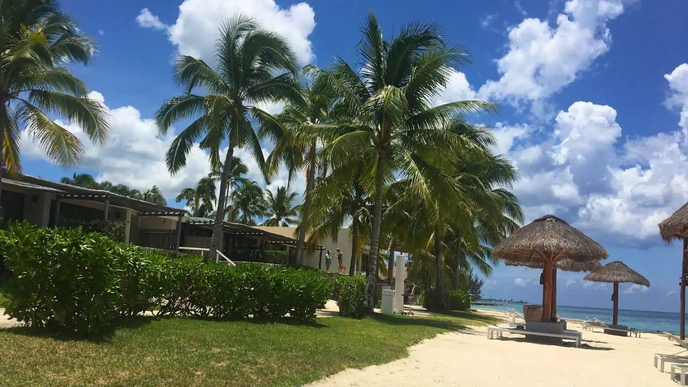 Palms on a beach