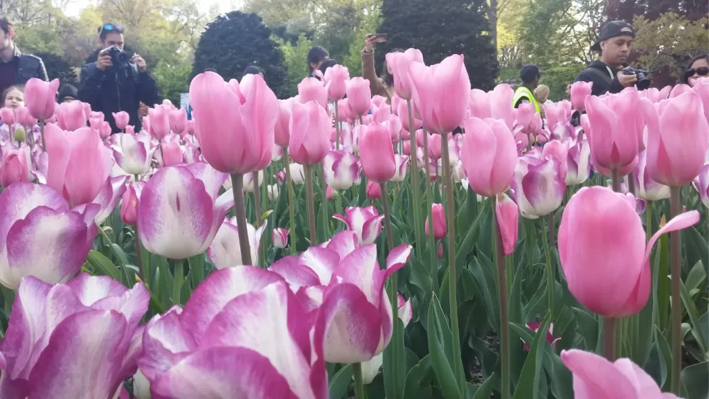 Pink flowers in NYC in Spring